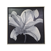 “LILY” by Brian M. Brooke